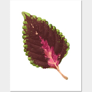 Coleus Chocolate Mint Leaf Posters and Art